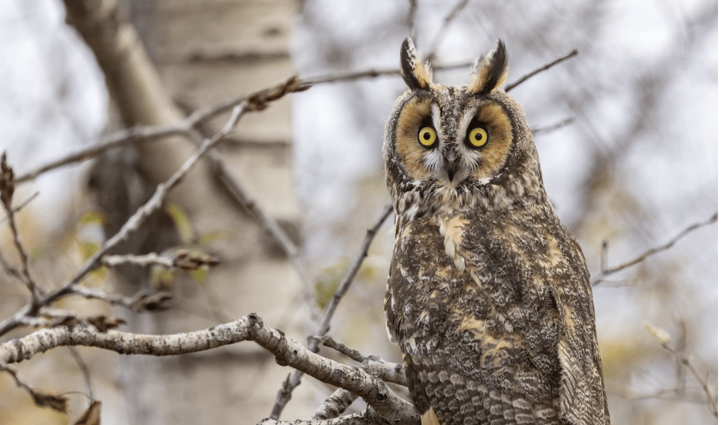 Backyard Naturalist: How big is Otis’s backyard?