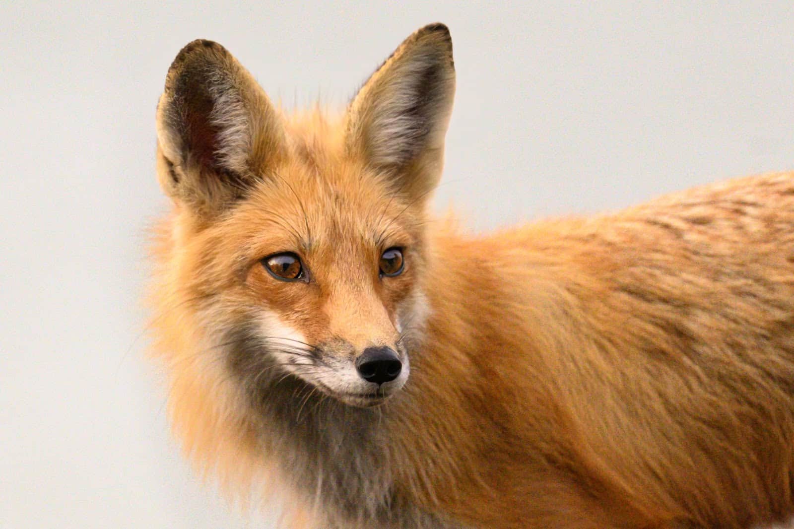 Backyard Naturalist: Is there a more beautiful sight than a healthy red fox in the wild?