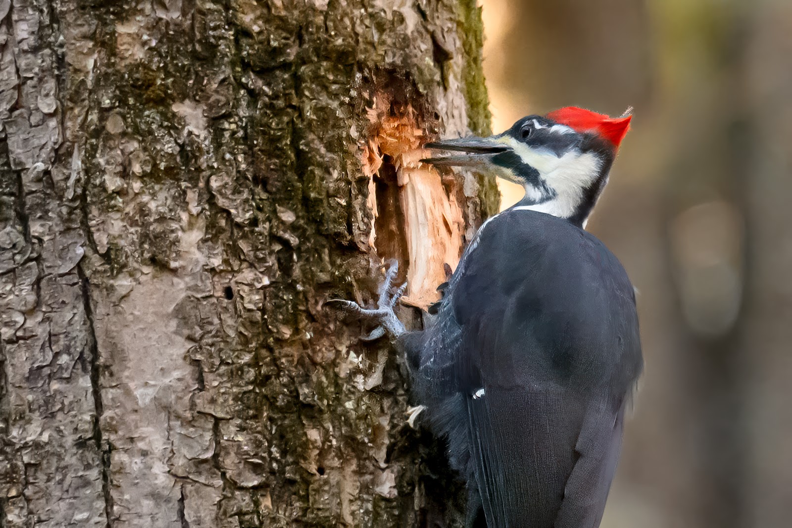 Backyard Naturalist: The pileated woodpecker is better than any pest control