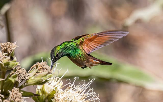 Backyard Naturalist: Traveling for a fresh perspective on Weston woods
